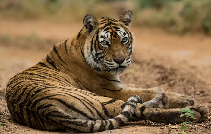 Ranthambore  - Jaipur Tour